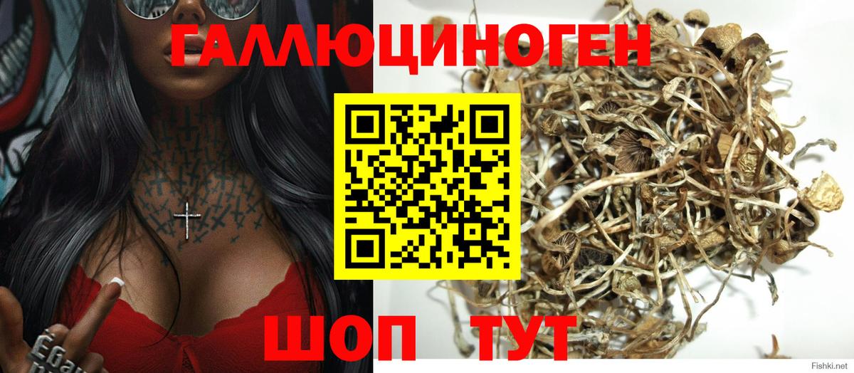 Миллерово  Галлюциногенные грибы Cubensis  Вход с VPN 